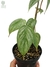 Philodendron sodiroi - comprar online