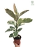 Ficus elastica 'Tineke' - comprar online