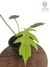 Philodendron mayoi - comprar online