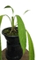 Anthurium vittarifolium - comprar online