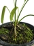Anthurium vittarifolium na internet