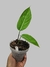 Philodendron geniculatum - comprar online