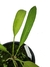 Anthurium vittarifolium P - comprar online