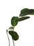 Phyllanthus mirabilis - comprar online