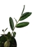 Phyllanthus mirabilis na internet