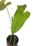Anthurium balaoanum P - comprar online