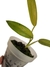 Philodendron 'Whipple way' - loja online