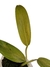 Philodendron 'Whipple way' - Folhas Raras