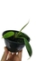 Philodendron patriciae baby - comprar online