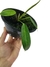 Philodendron patriciae baby na internet