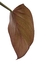 Philodendron 'Summer Glory' - loja online