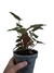 Syngonium 'Maria Allusion' (chocolate) - comprar online