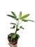 Rhapis excelsa 'variegata'