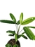 Rhapis excelsa 'variegata' - comprar online