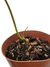 Philodendron atabapoense baby - comprar online