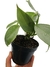 Philodendron hastatum 'Silver' - comprar online