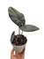 Alocasia arifolia - comprar online