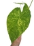 Alocasia odora 'Aurea Variegata' - comprar online