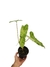 Philodendron 'Paraíso Verde' M - comprar online