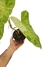 Philodendron 'Paraíso Verde' M na internet