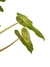 Philodendron 'Paraíso Verde' M - Folhas Raras