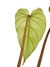 Philodendron sp. 'Colombia Platinum' - comprar online