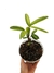 Rhapis excelsa 'variegata' baby