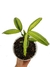 Rhapis excelsa 'variegata' baby - comprar online