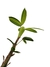 Rhapis excelsa 'variegata' baby na internet