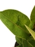 Ficus elástica Shivereana 'Moonshine' - Folhas Raras
