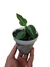 Aglaonema pictum 'Tricolor' baby