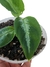 Aglaonema pictum 'Tricolor' baby - comprar online