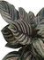 Calathea ornata - comprar online