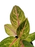 Aglaonema 'Green Papaya' - comprar online