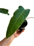 Anthurium offolterianum - comprar online