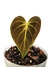 Philodendron rubrijuvenile 'El Choco Red' Baby na internet