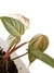 Philodendron 'Fuzzy petiole' - comprar online