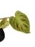 Philodendron verrucosum P - comprar online