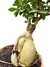 Ficus microcarpa 'Ginseng' na internet