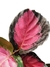 Calathea roseopicta 'Rosey' - comprar online