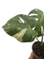 Monstera 'Thai Constellation' (variegata) na internet