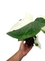 Syngonium 'Albo-variegatum' - comprar online