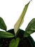 Spathiphyllum 'Variegatum' - comprar online