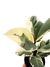 Ficus elastica 'Tineke' - comprar online