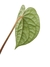 Anthurium luxurians M - comprar online