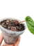 Anthurium 'Sirih' (Anthurium luxurians X Anthurium radicans) - baby na internet