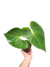 Anthurium marcusianum M - comprar online