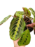 Maranta leuconeura ‘Fascinator’ - comprar online