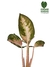 Aglaonema 'Pink Cochin' (Lawan) - comprar online