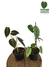 Combo Philodendron sodiroi + melanochrysum